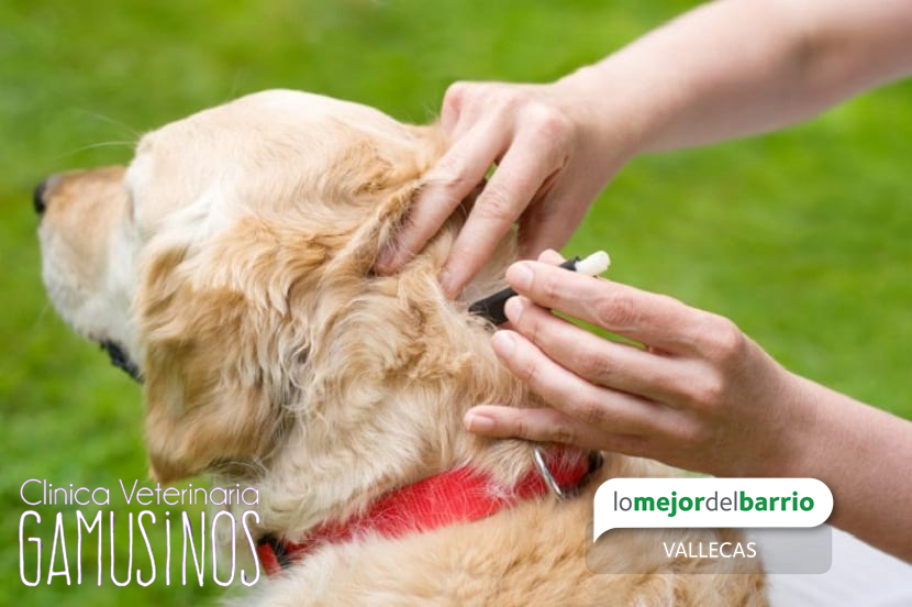 Tratamiento antiparasitario para tu perro